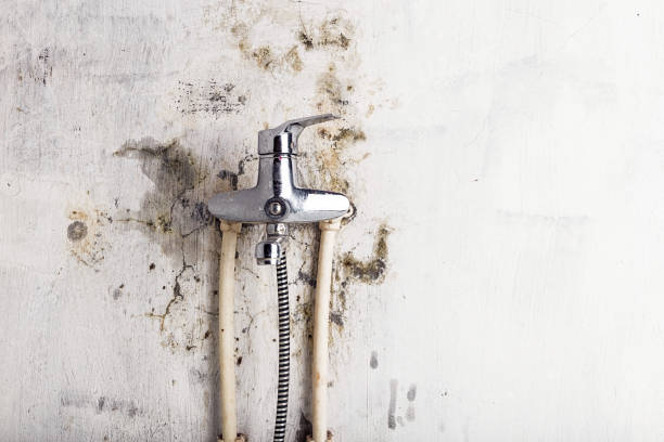 Professional Mold Removal in Vidalia, GA