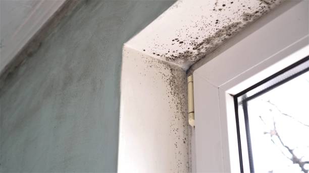 Best Toxic Mold Removal  in Vidalia, GA