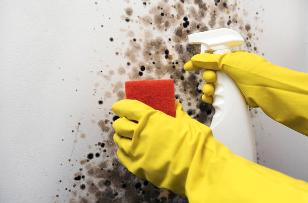 Best Same-Day Mold Removal  in Vidalia, GA