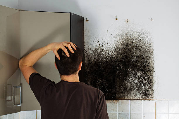 Best Mold Remediation  in Vidalia, GA